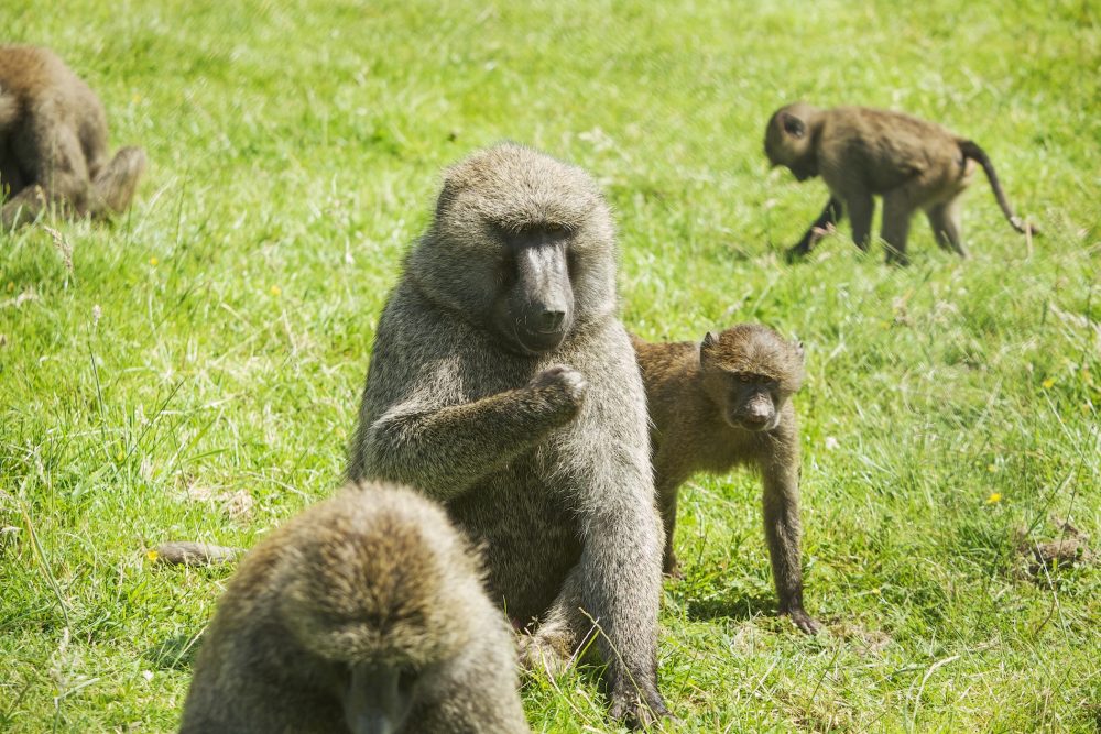 Baboons - 002