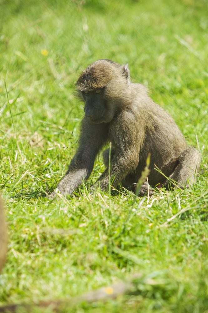 Baboons - 004