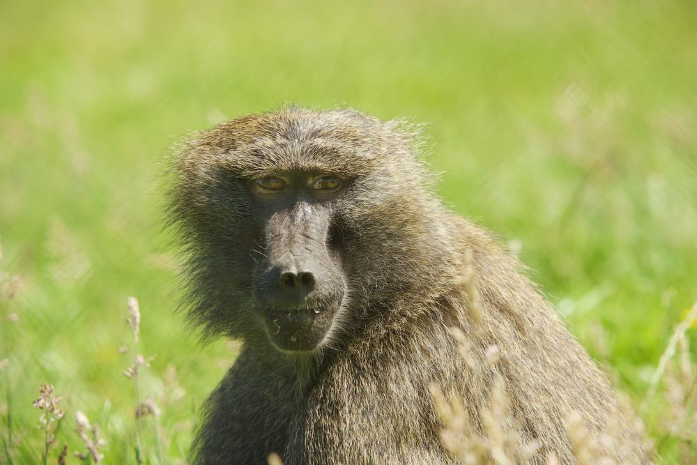 Baboons - 006