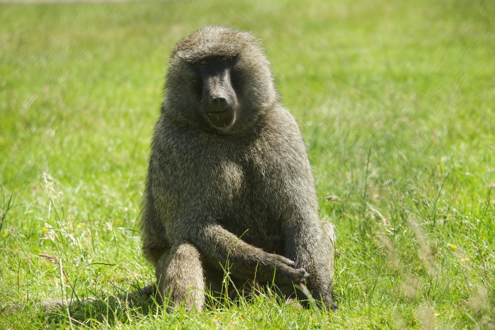 Baboons - 007