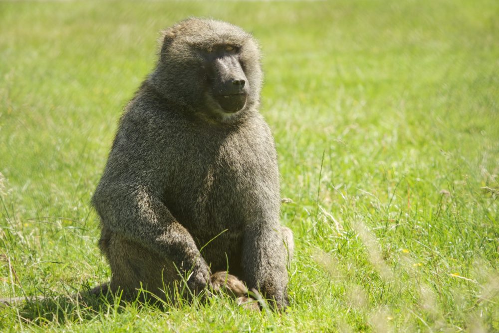 Baboons - 008 (1)