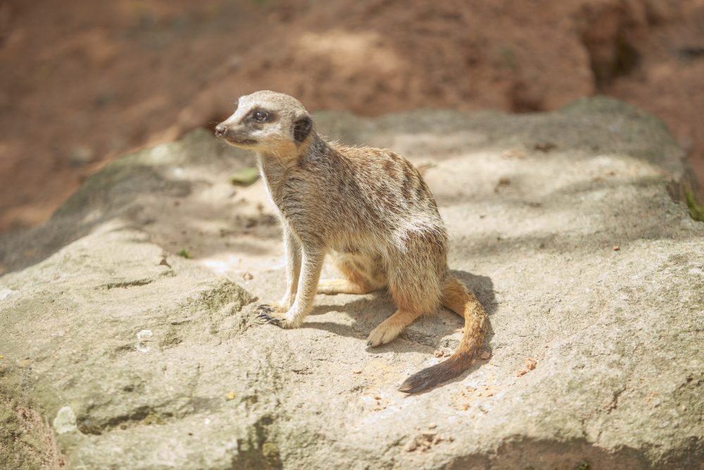 Meerkats - 002